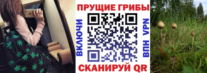 как найти наркотики  Избербаш  Галлюциногенные грибы Cubensis 